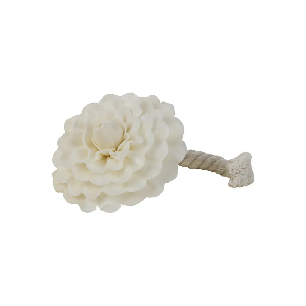 Camélia parfumée sesbania