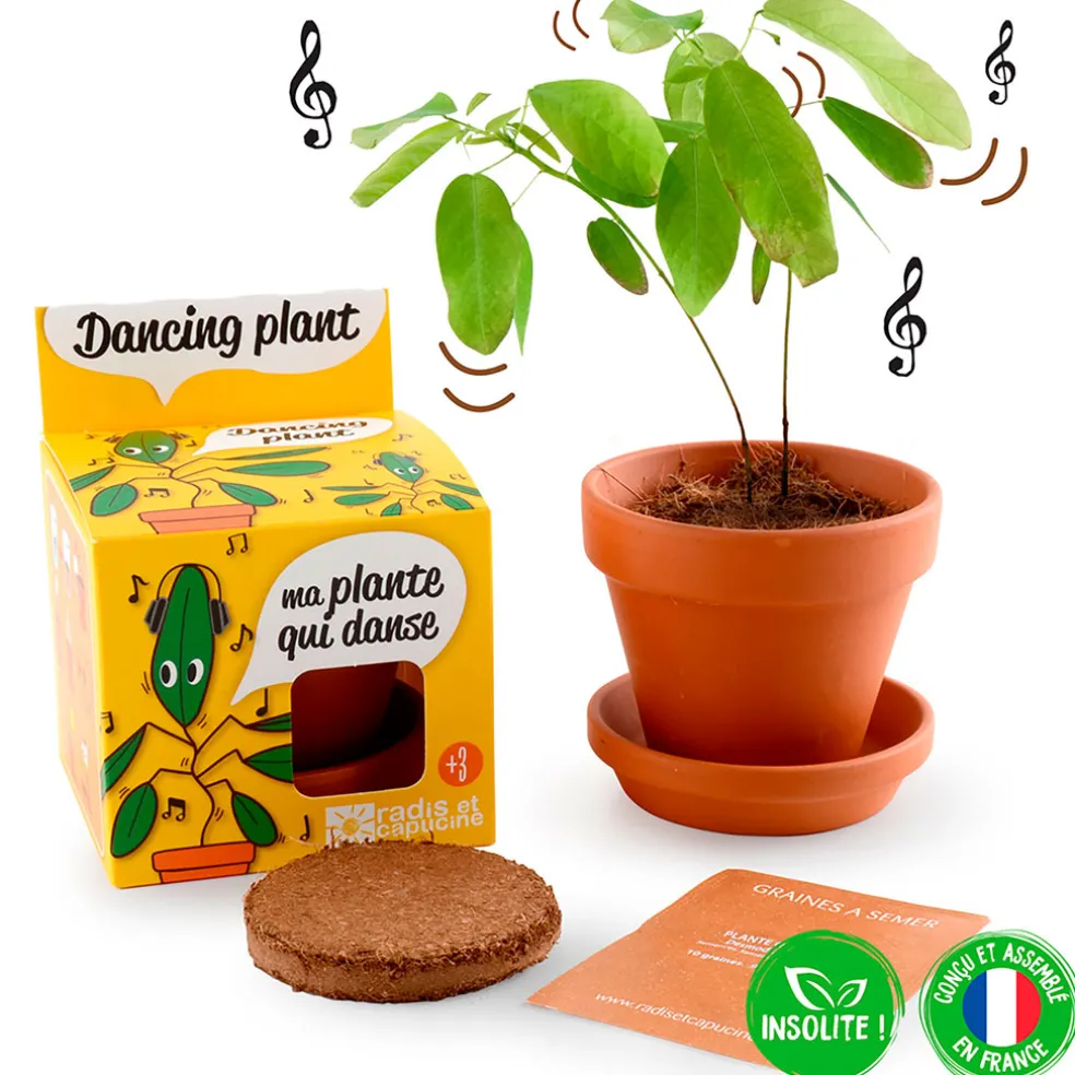 Pot d8cm avec coupelle plante qui danse